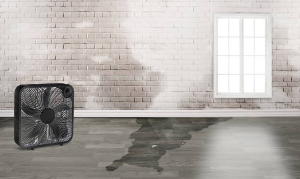 Best Carpet water damage restoration  in Sarasota, FL