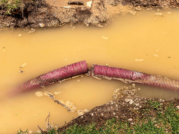 Best Flood damage cleanup  in Sarasota, FL